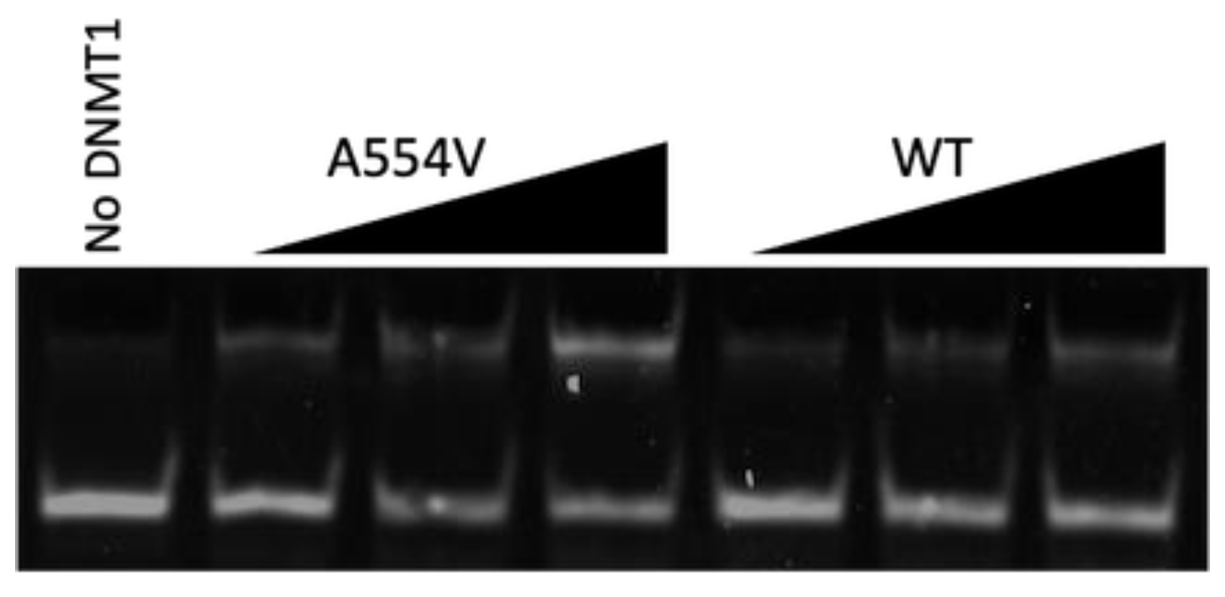 Dna 03 00010 g003 Dna 03 00010 g003