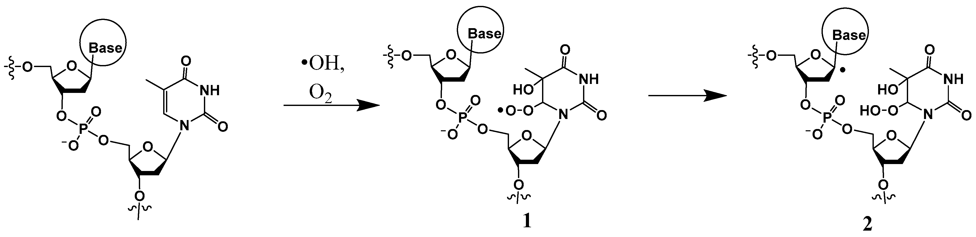 Dna 04 00009 sch001 Dna 04 00009 sch001