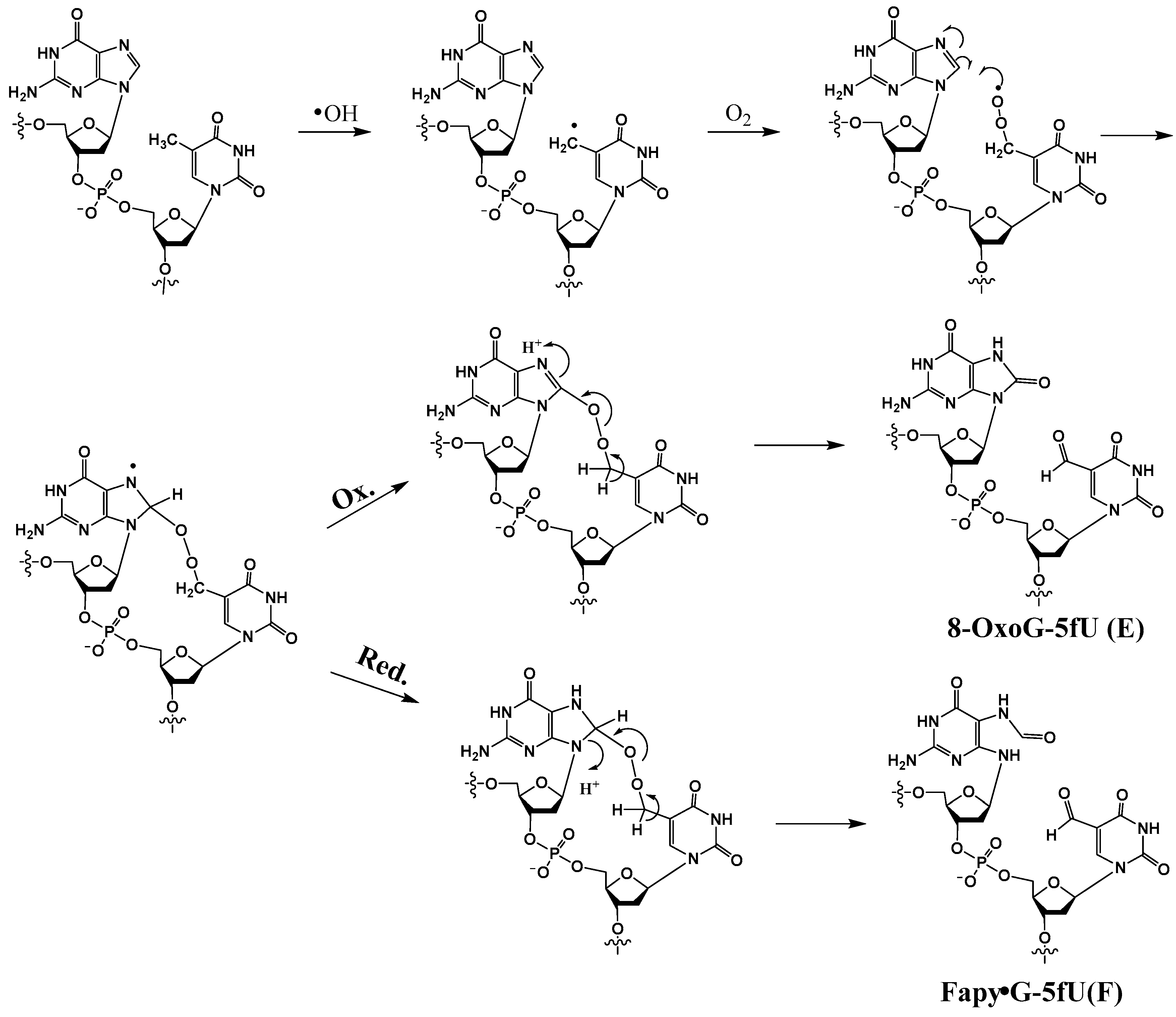 Dna 04 00009 sch005 Dna 04 00009 sch005