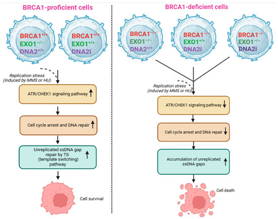 Overview of Roles of Novel Components in the Regulation of DNA Damage ...