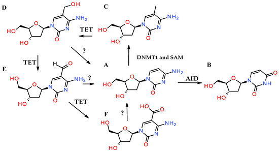 クールな価格でホットなピック Chemical Versus Enzymatic Nucleic Acid Modifications and ジャケット・アウター