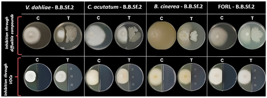 Unveiling the Genomic Basis of Antagonism and Plant Growth