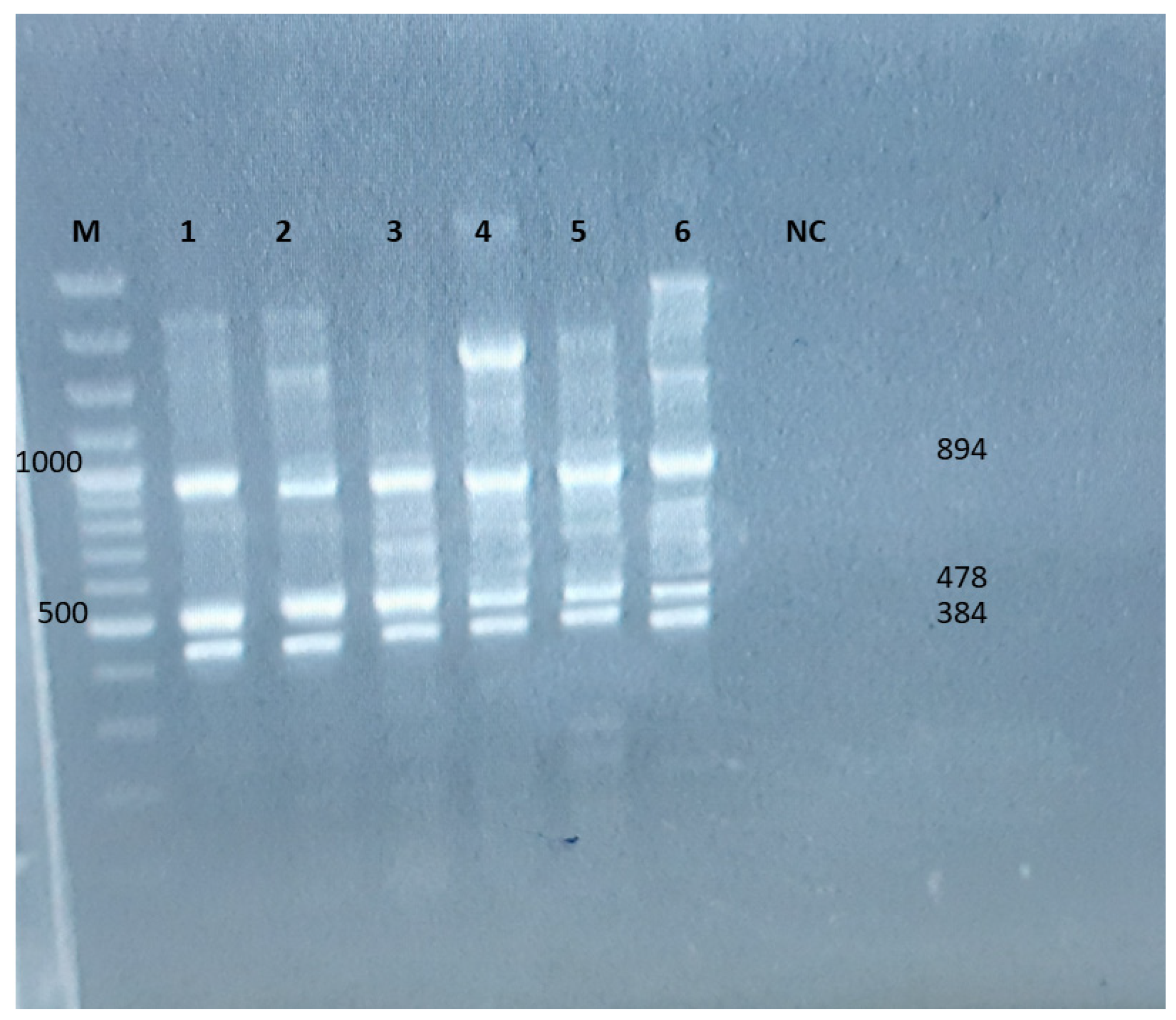 Dna 05 00042 g002 Dna 05 00042 g002