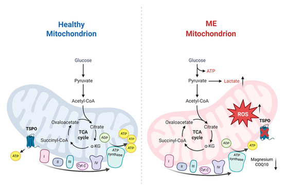 bioavailability of oral reduced glutathione Enhancing the Oral Bioavailability of Glutathione Using Innovative Analogue  Approaches