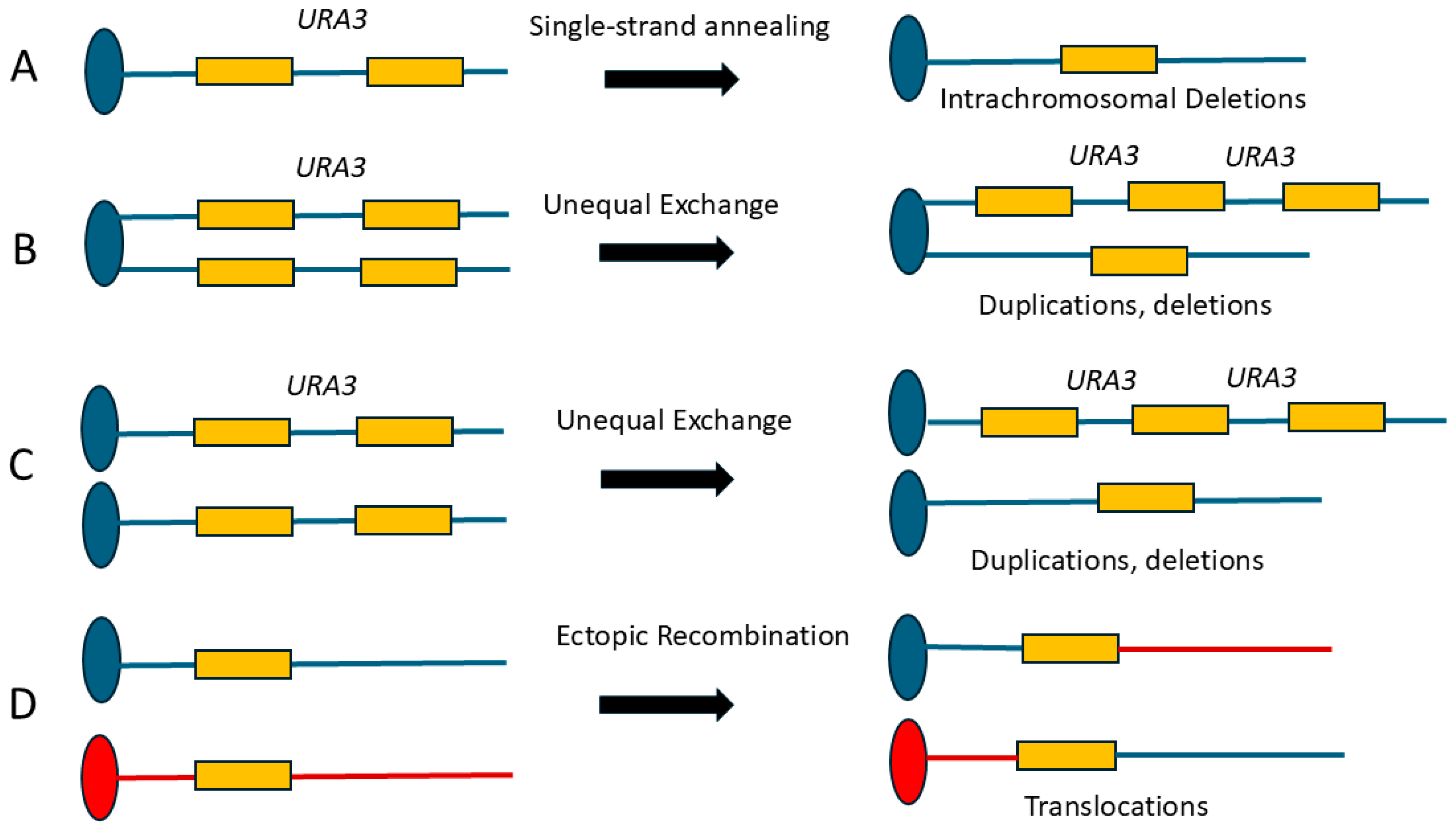 Dna 06 00019 g002 Dna 06 00019 g002