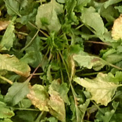 Drones 05 00034 i005 Drones 05 00034 i005