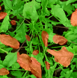 Drones 05 00034 i006 Drones 05 00034 i006