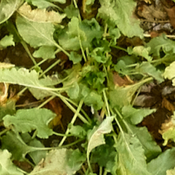 Drones 05 00034 i017 Drones 05 00034 i017