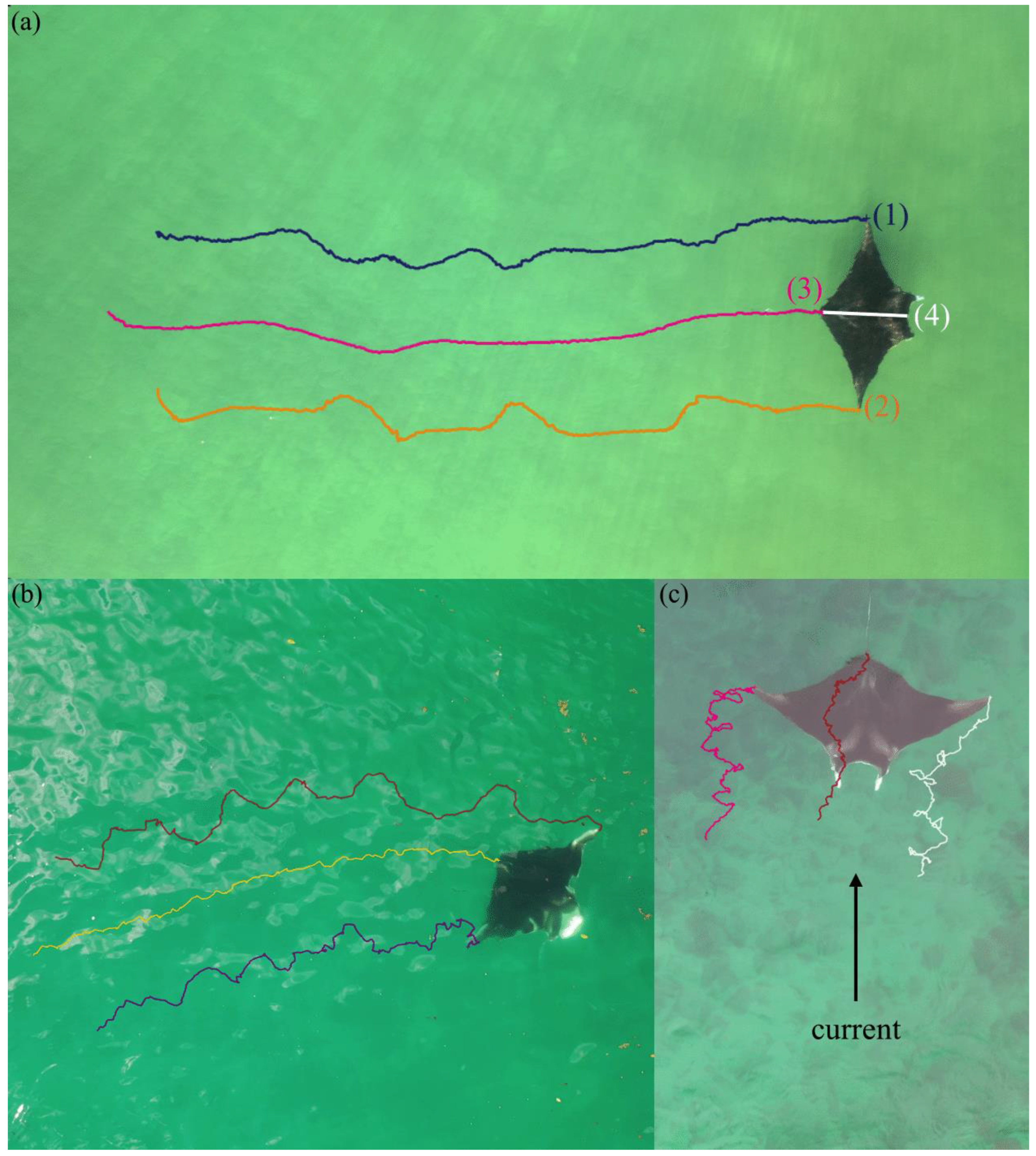 Dron manta store