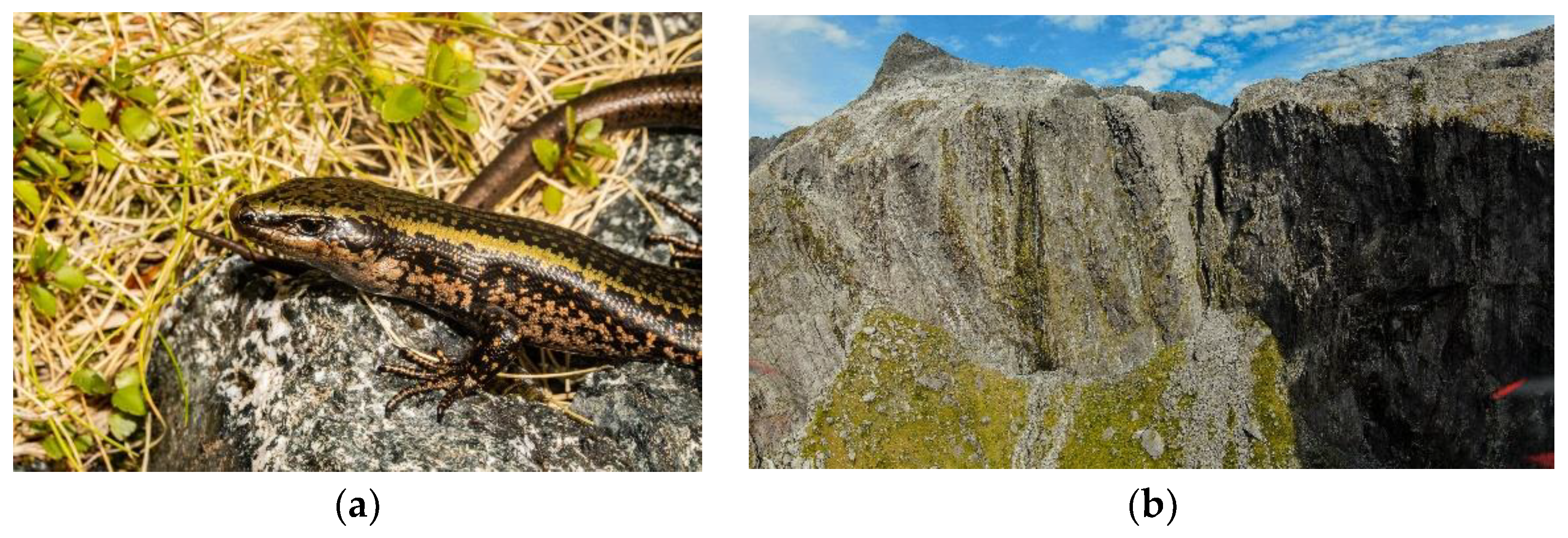 Drones 06 00199 g002