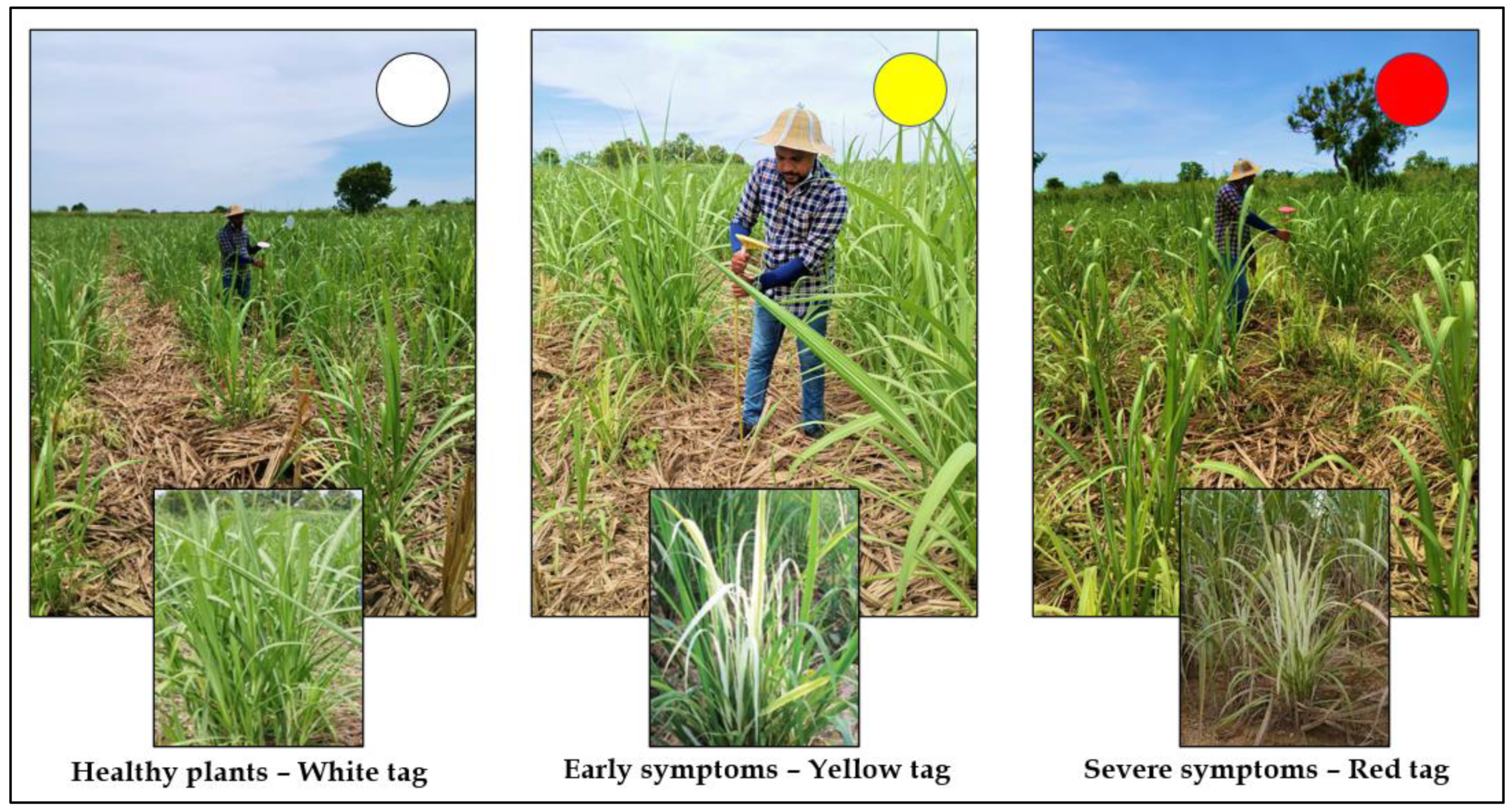 Drones 06 00230 g003 550