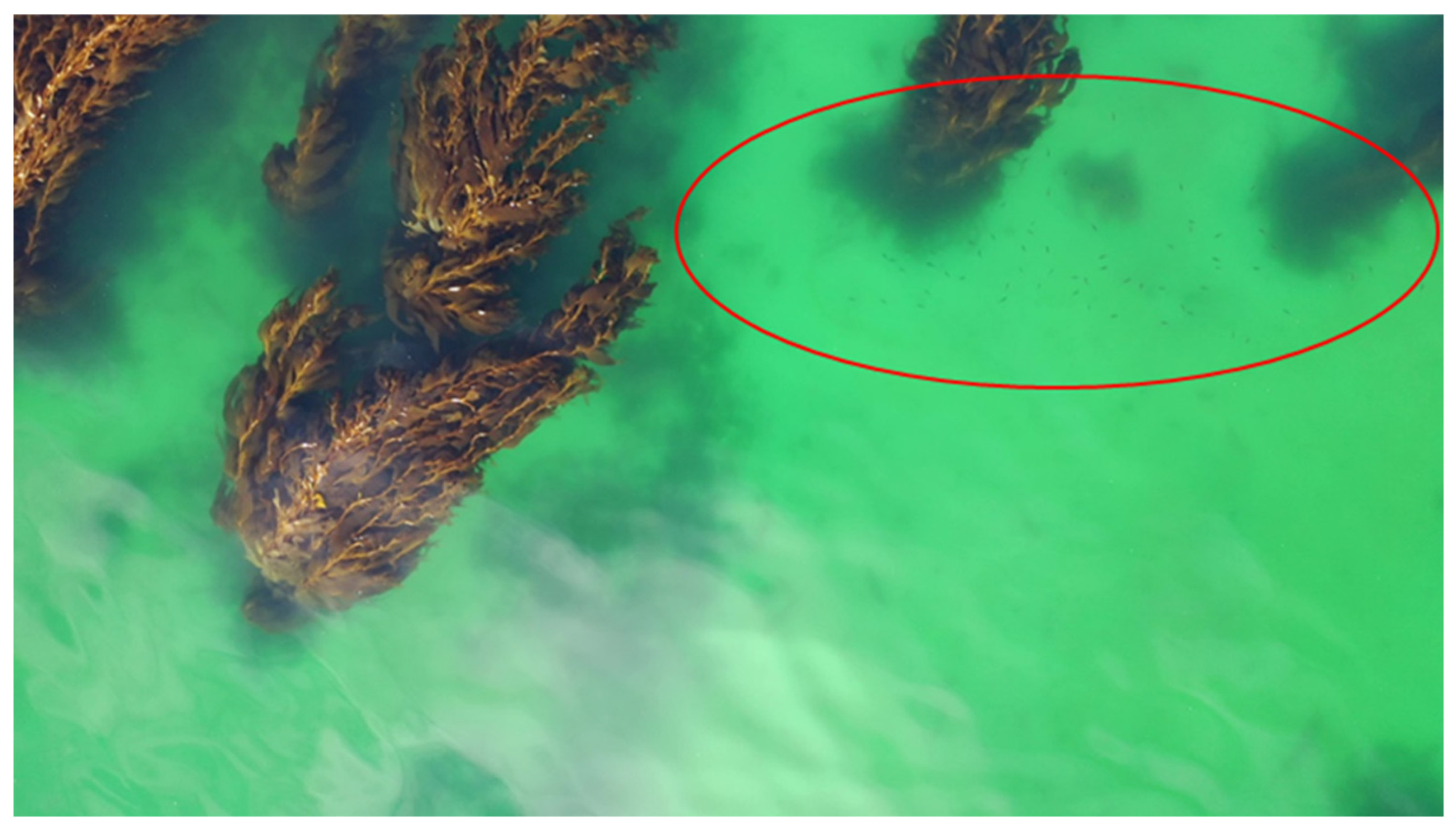 Drones 06 00426 g006