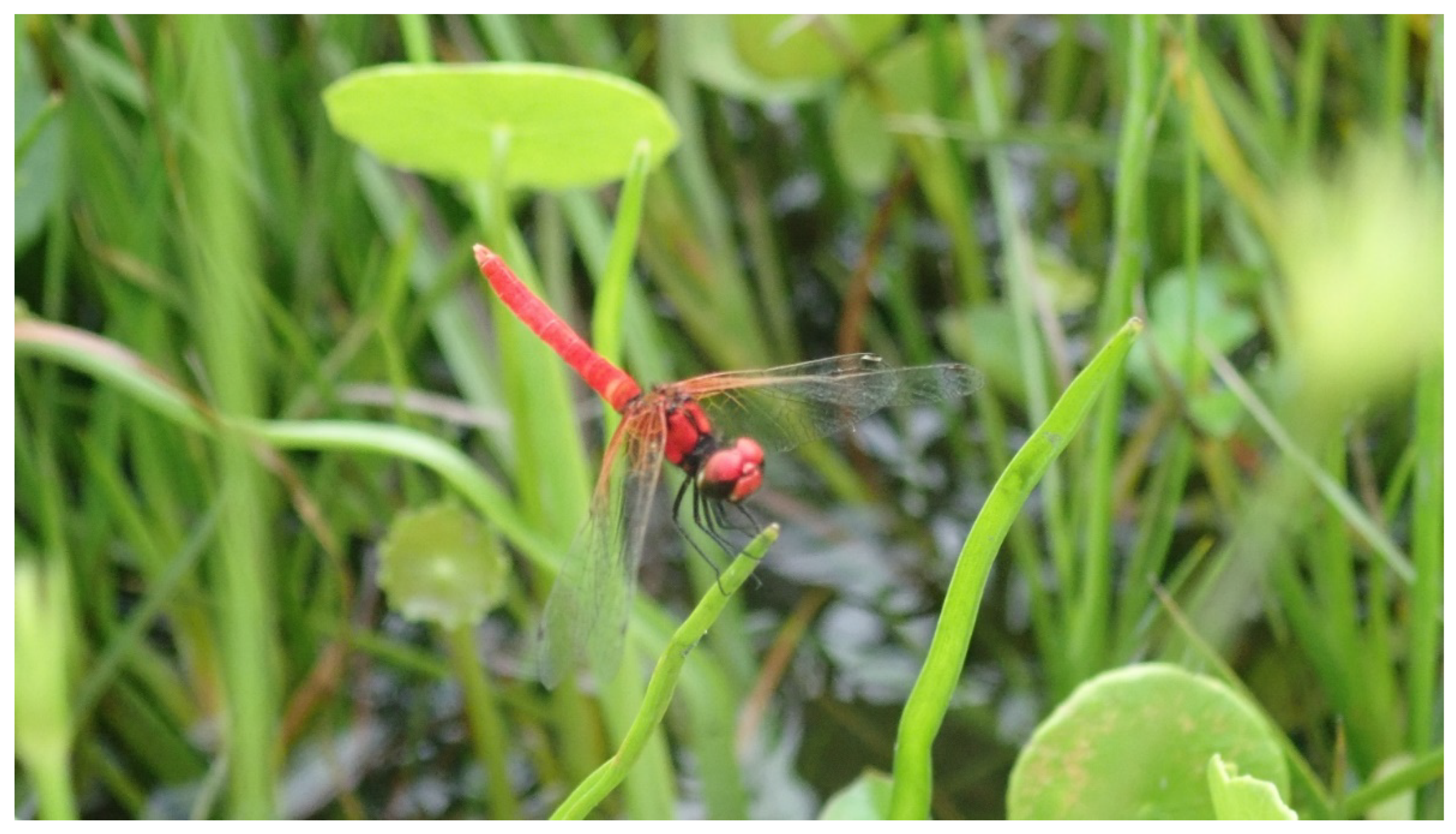 Drones 06 00427 g001 Drones 06 00427 g001