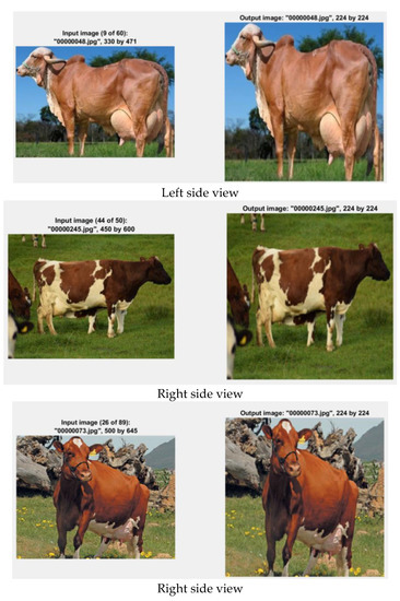 Drones | Free Full-Text | SIFT-CNN Pipeline in Livestock Management: A ...