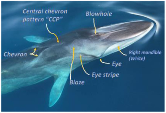 PDF) First report of a helminth infection for Bryde's whale Balaenoptera  edeni Anderson, 1878 (Cetacea, Balaenopteridae)