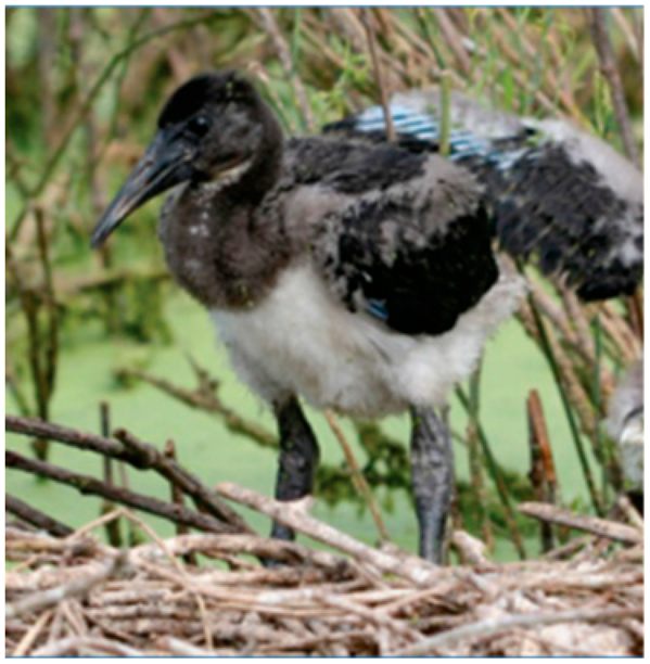 Drones 08 00135 i007