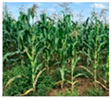 Drones 09 00192 i004