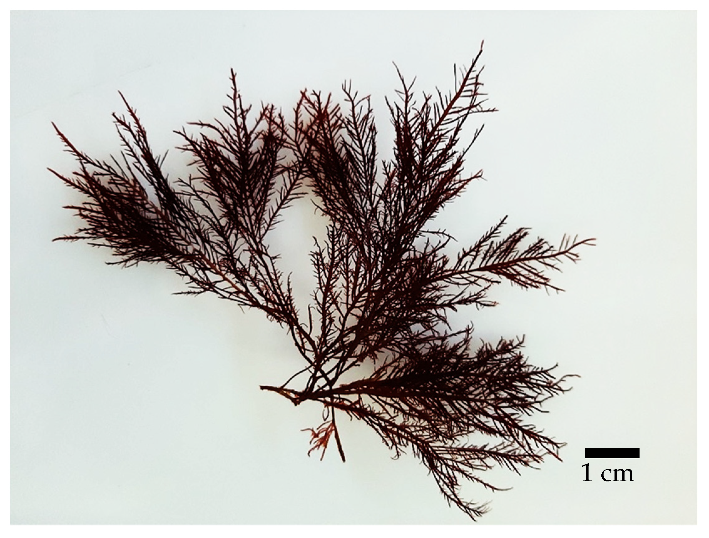 Dark red edible seaweed discount