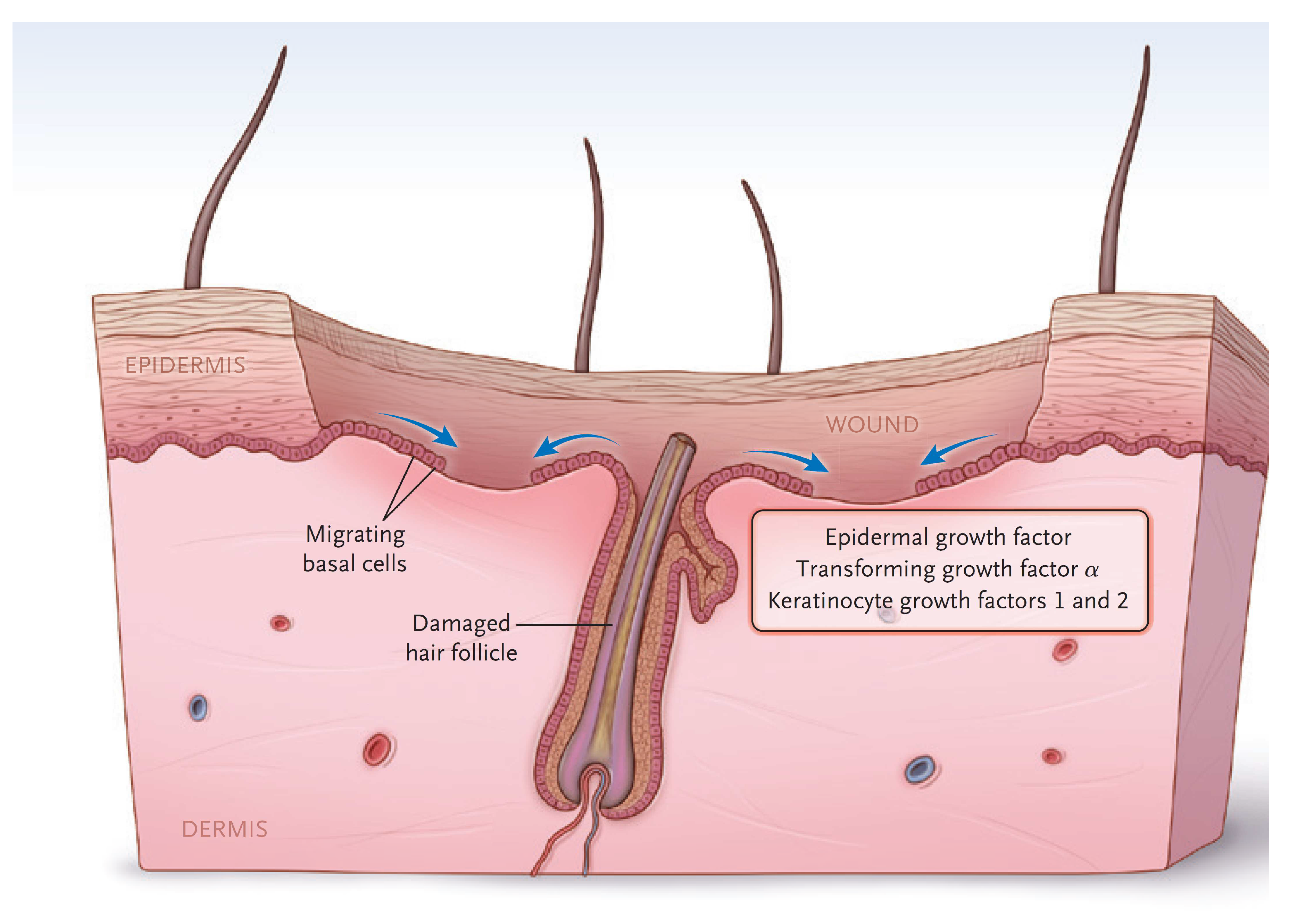 Ebj 04 00024 g002 Ebj 04 00024 g002