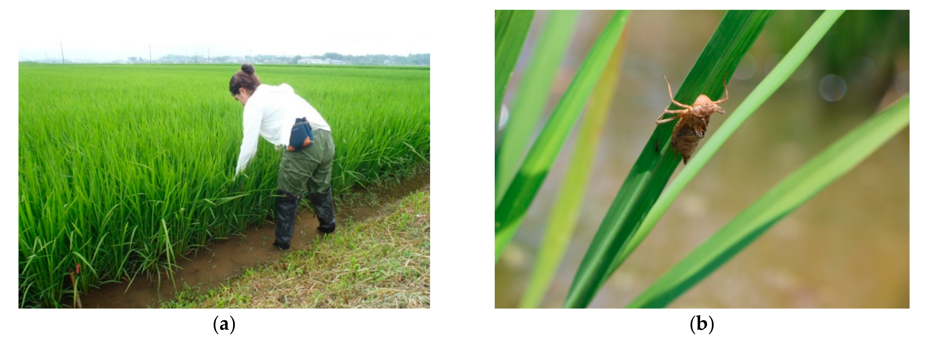 Ecologies 02 00001 g0a2