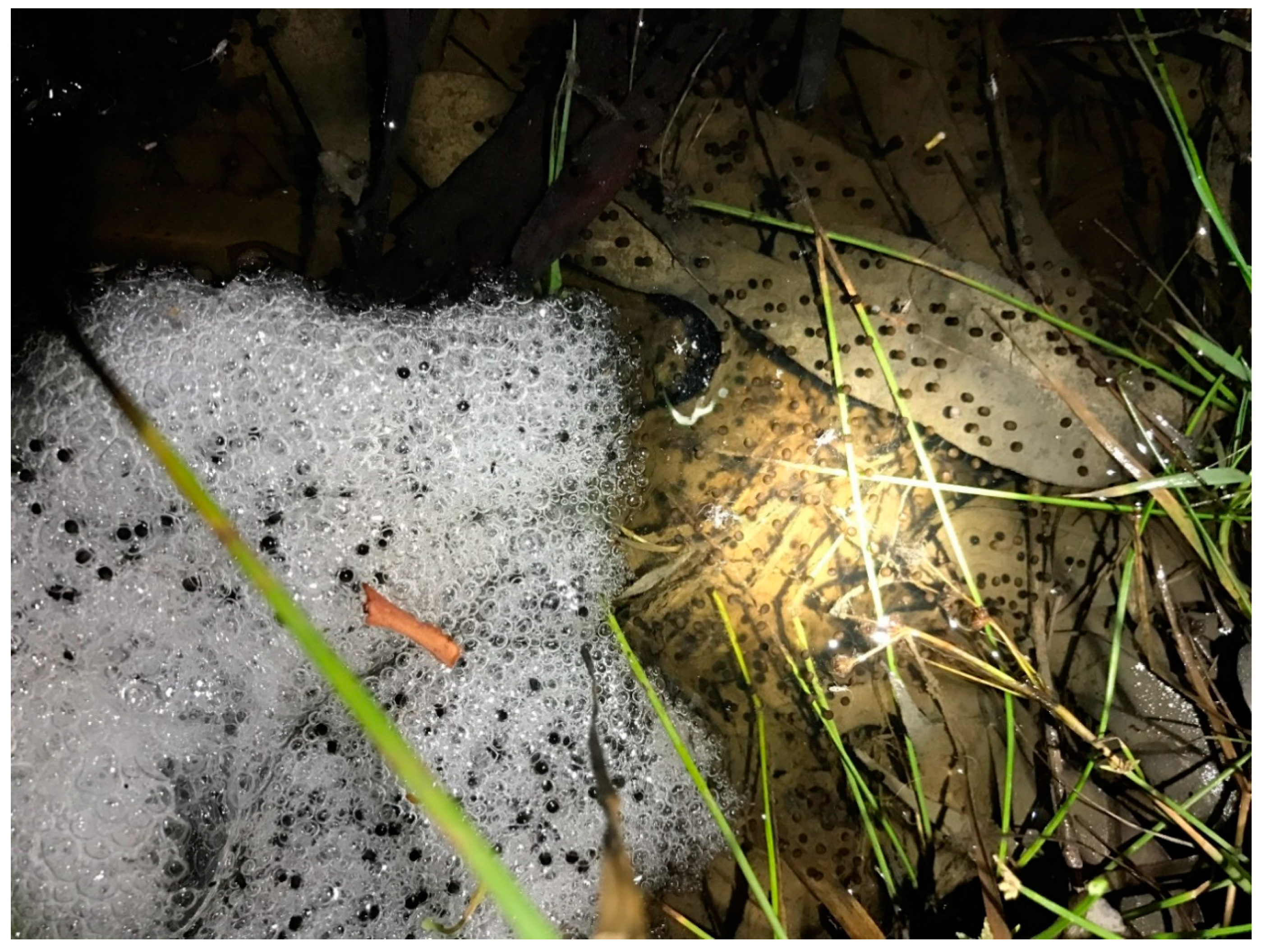 Ecologies 02 00006 g002 Ecologies 02 00006 g002