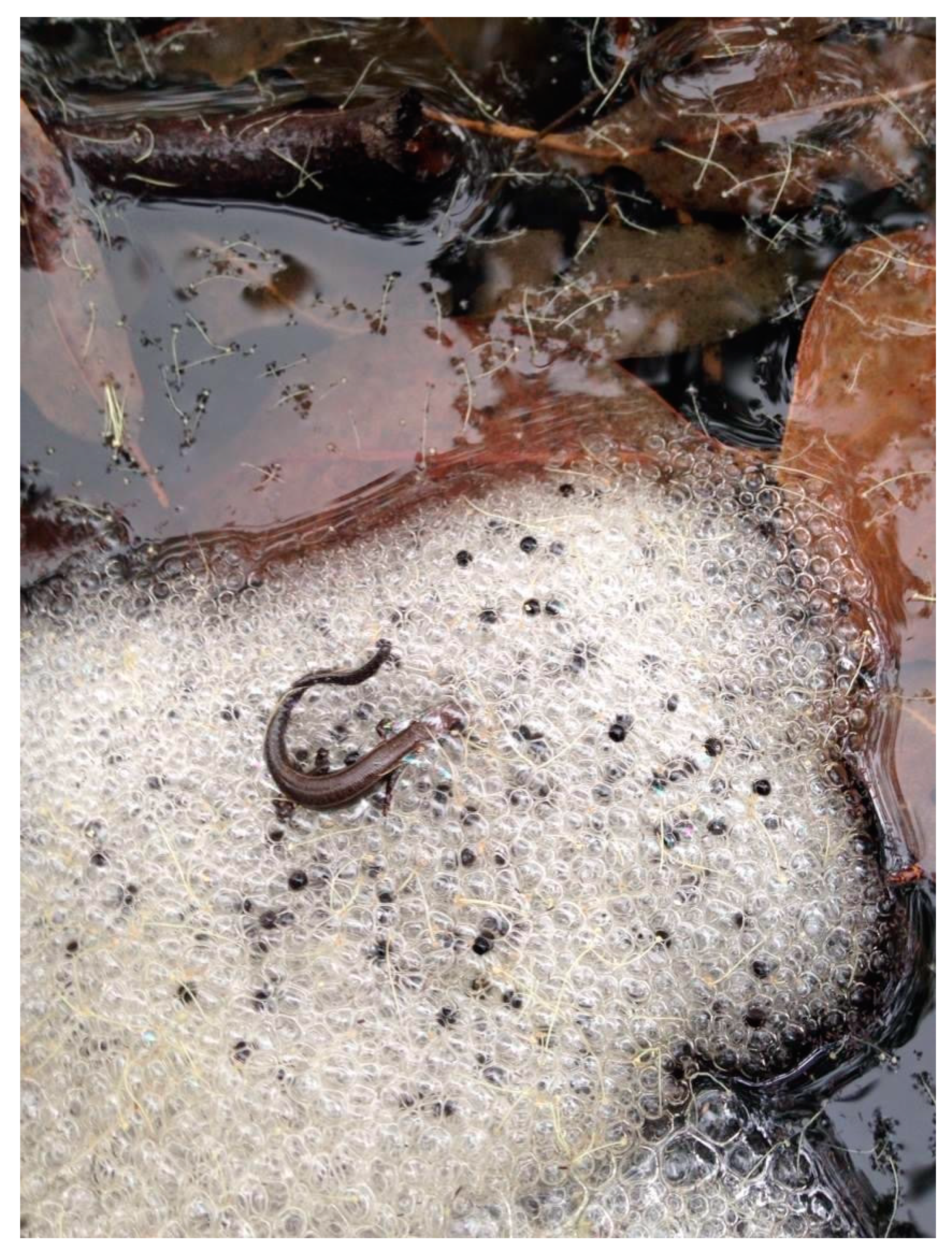 Ecologies 02 00006 g006 Ecologies 02 00006 g006