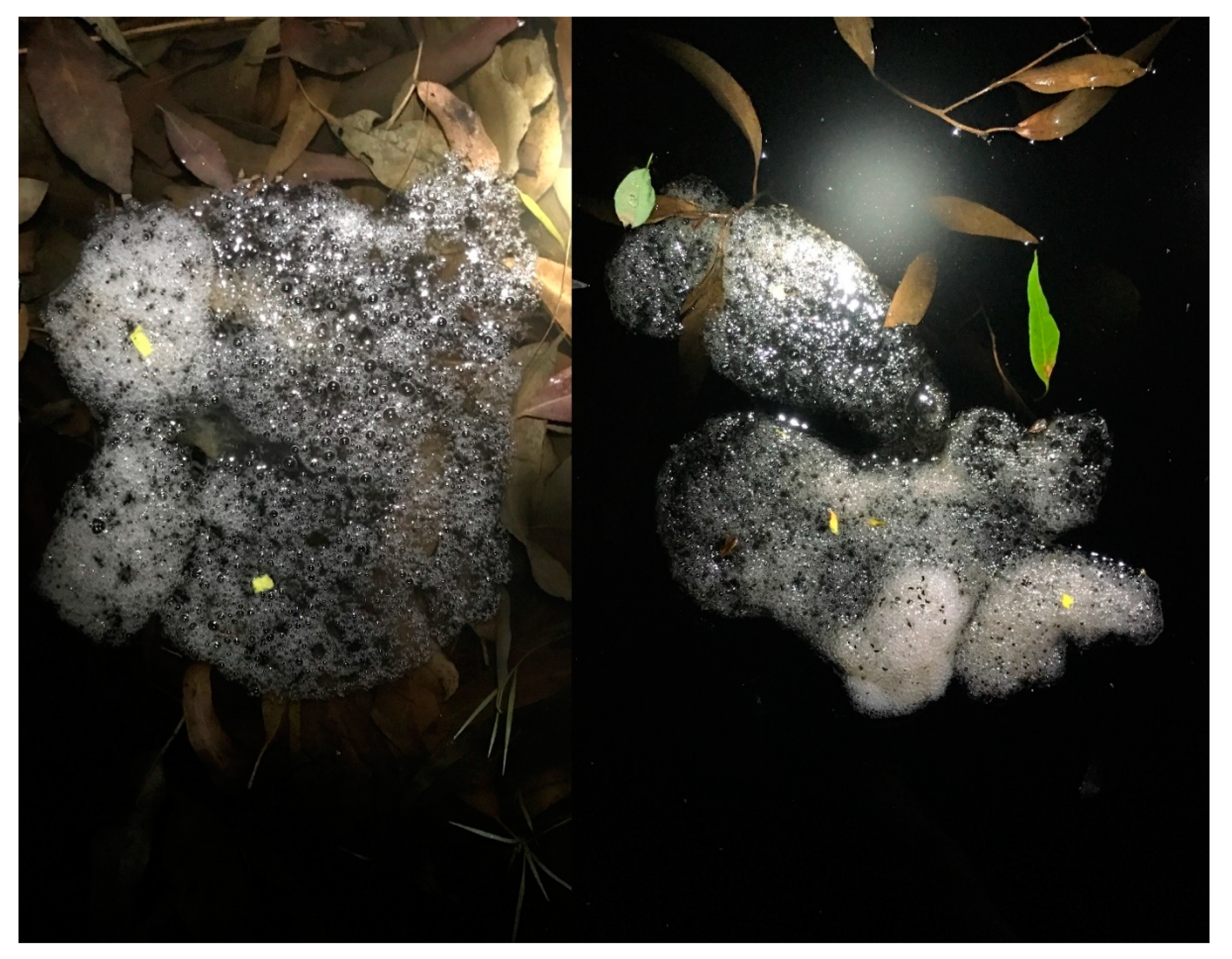 Ecologies 02 00006 g007 Ecologies 02 00006 g007