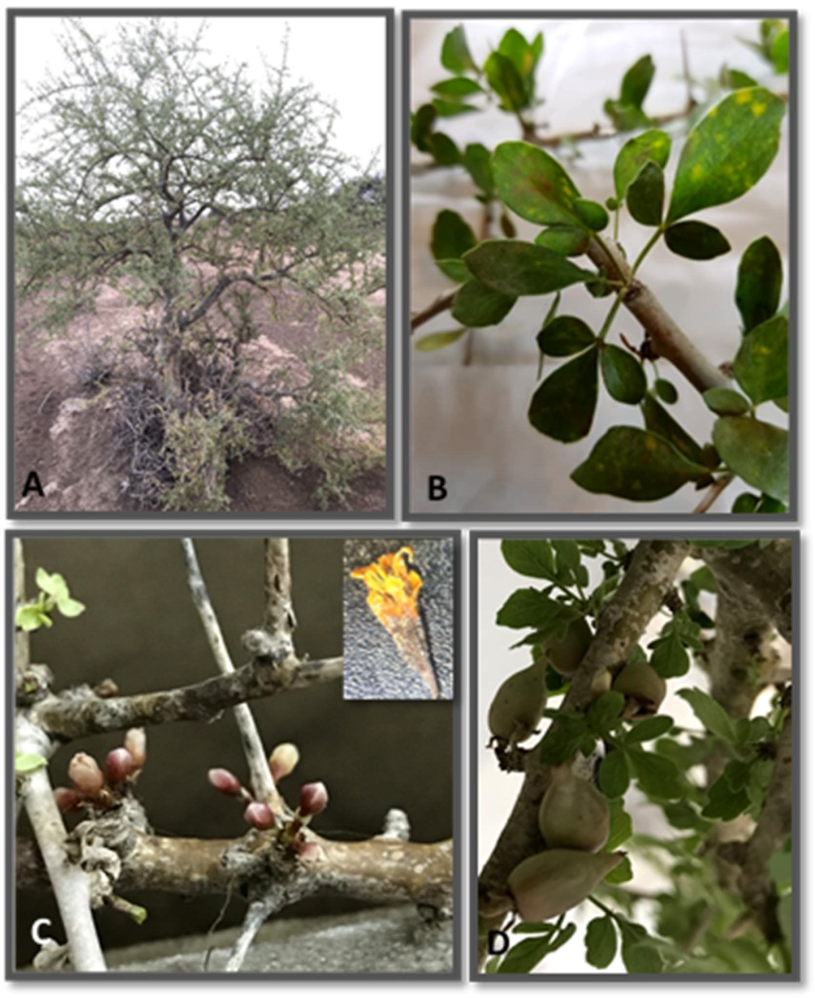 Ecologies 03 00005 g002 Ecologies 03 00005 g002