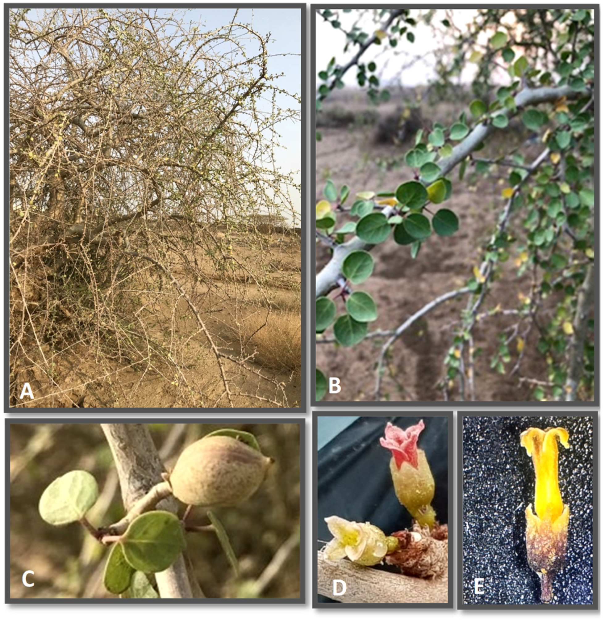 Ecologies 03 00005 g003 Ecologies 03 00005 g003