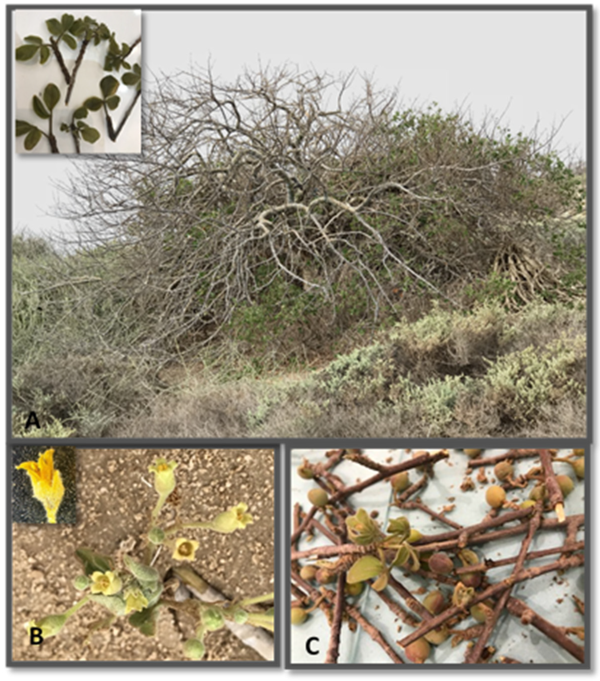 Ecologies 03 00005 g004 Ecologies 03 00005 g004