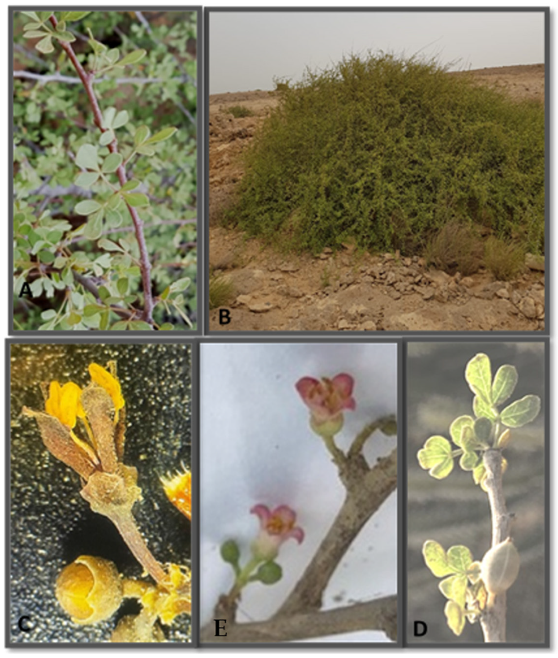 Ecologies 03 00005 g005 Ecologies 03 00005 g005