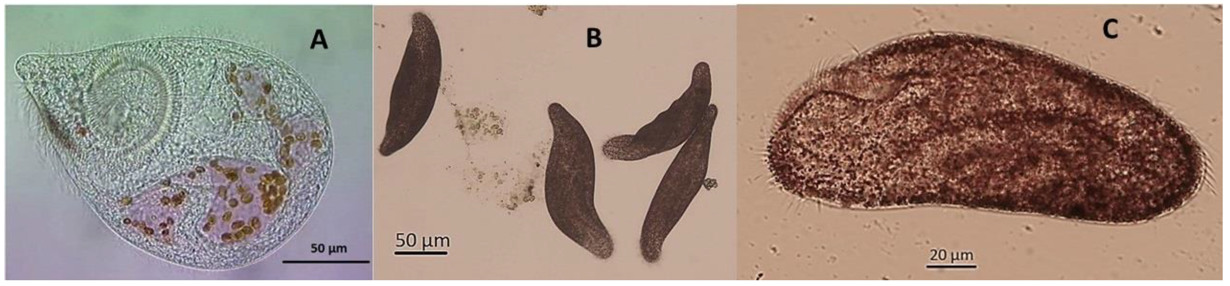Ecologies 03 00017 g001 Ecologies 03 00017 g001