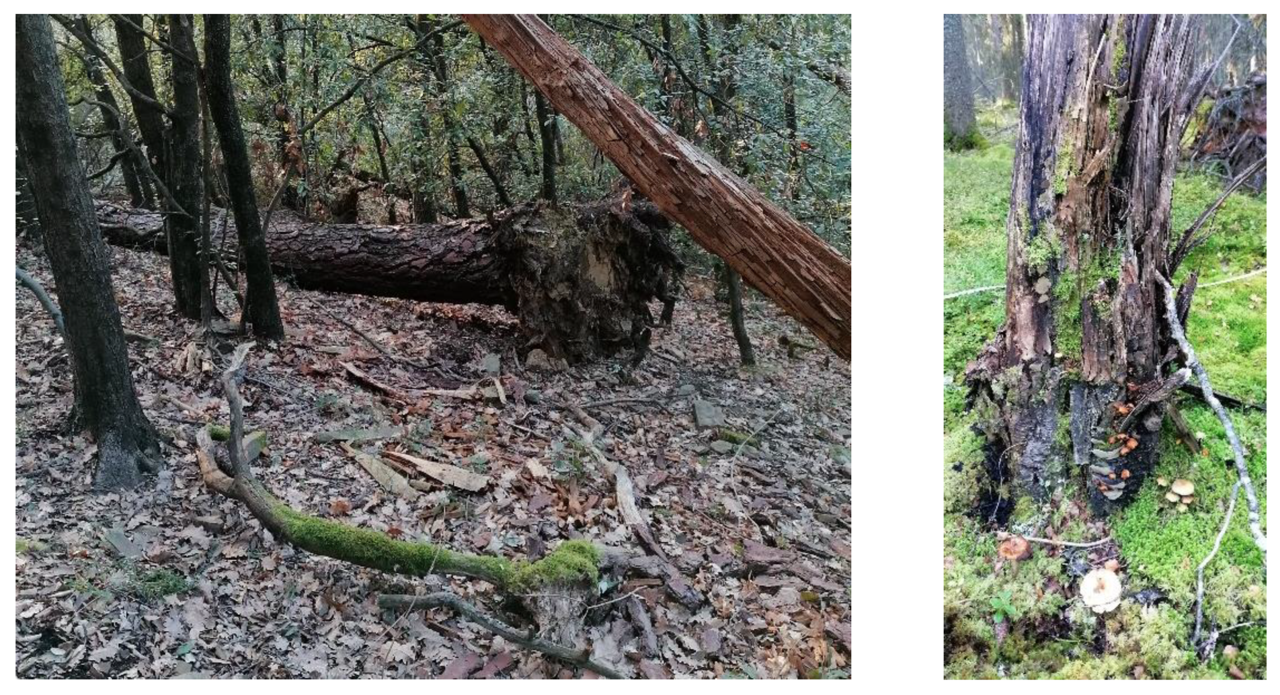 Ecologies 04 00003 g001 Ecologies 04 00003 g001