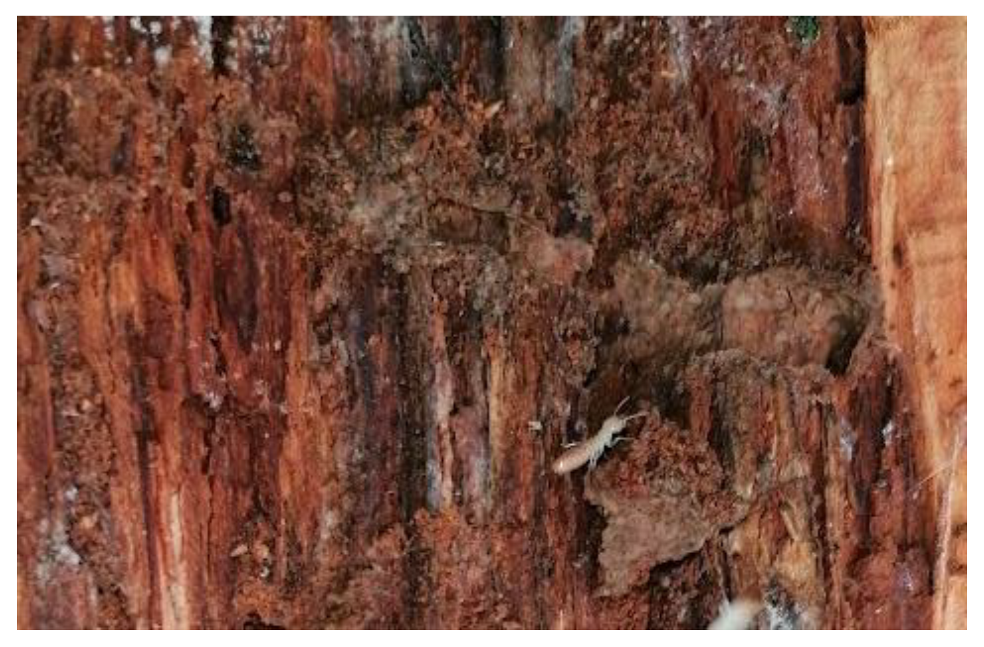 Ecologies 04 00003 g003 Ecologies 04 00003 g003