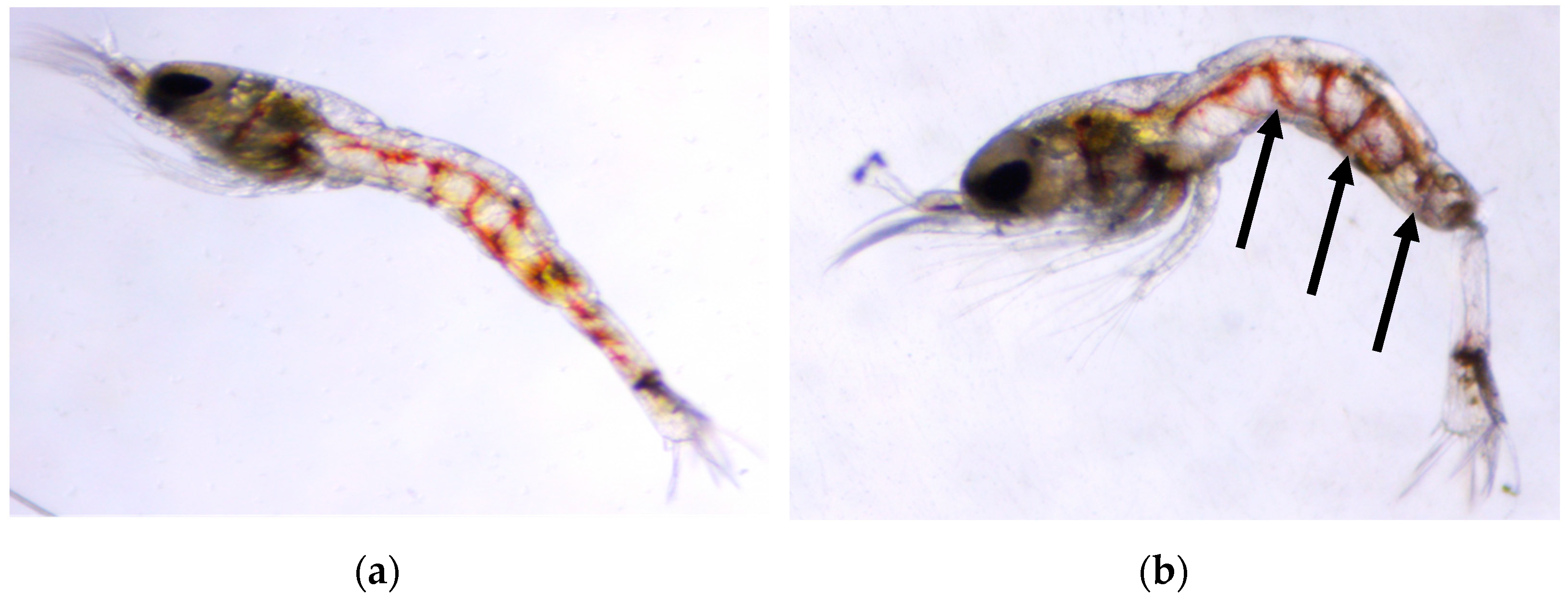 Ecologies 04 00011 g005