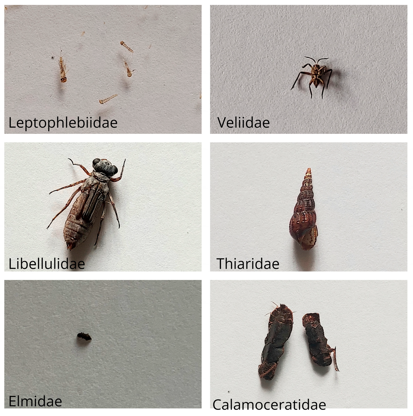 Ecologies 04 00015 g002