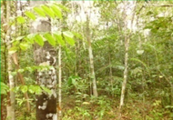 Ecologies 04 00045 i003