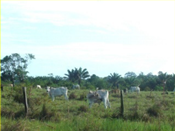 Ecologies 04 00045 i019