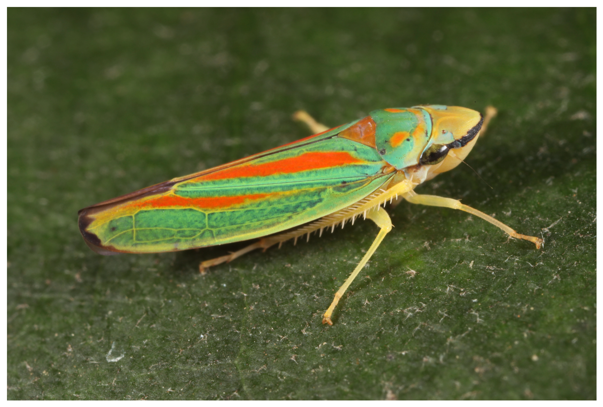 Ecologies 06 00016 g001 Ecologies 06 00016 g001