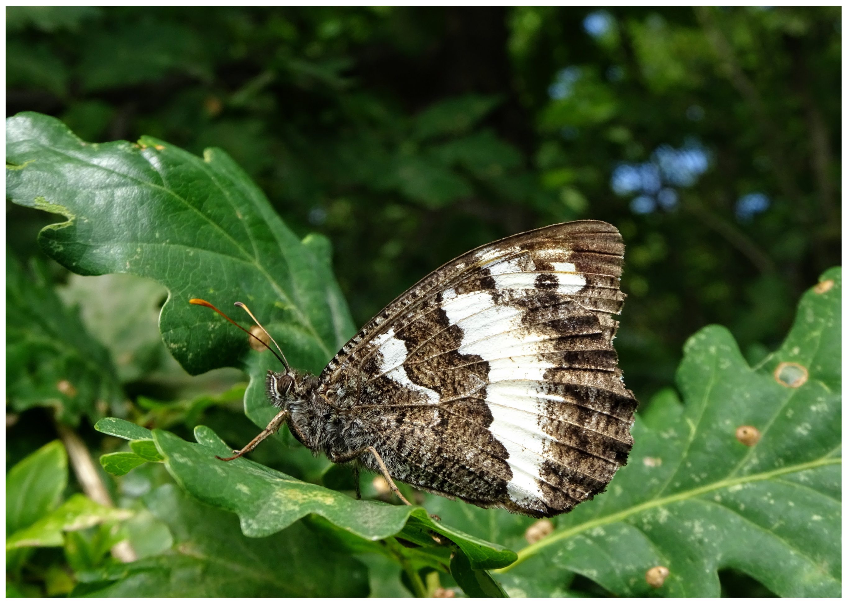 Ecologies 06 00016 g016 Ecologies 06 00016 g016