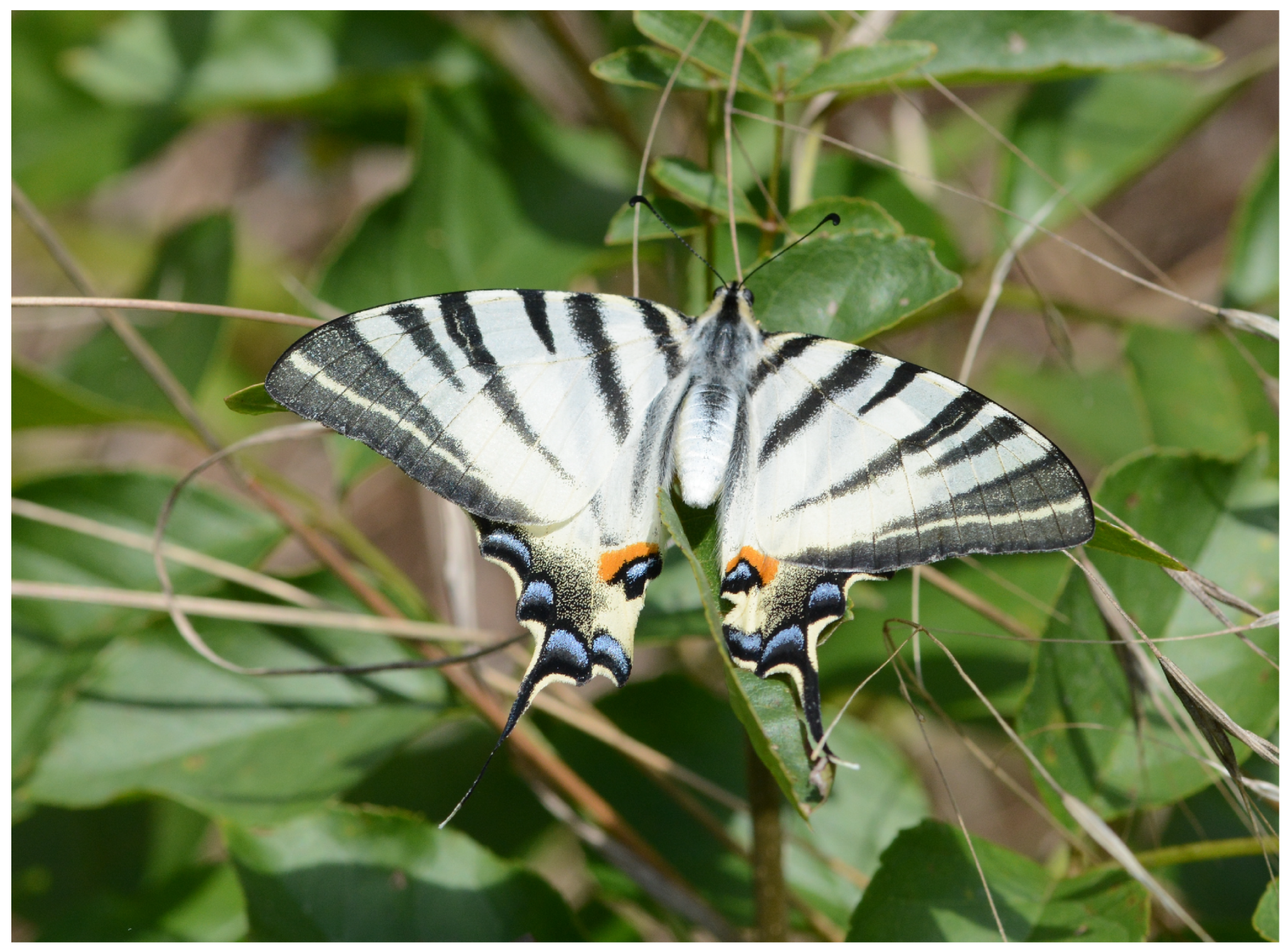 Ecologies 06 00016 g017 Ecologies 06 00016 g017