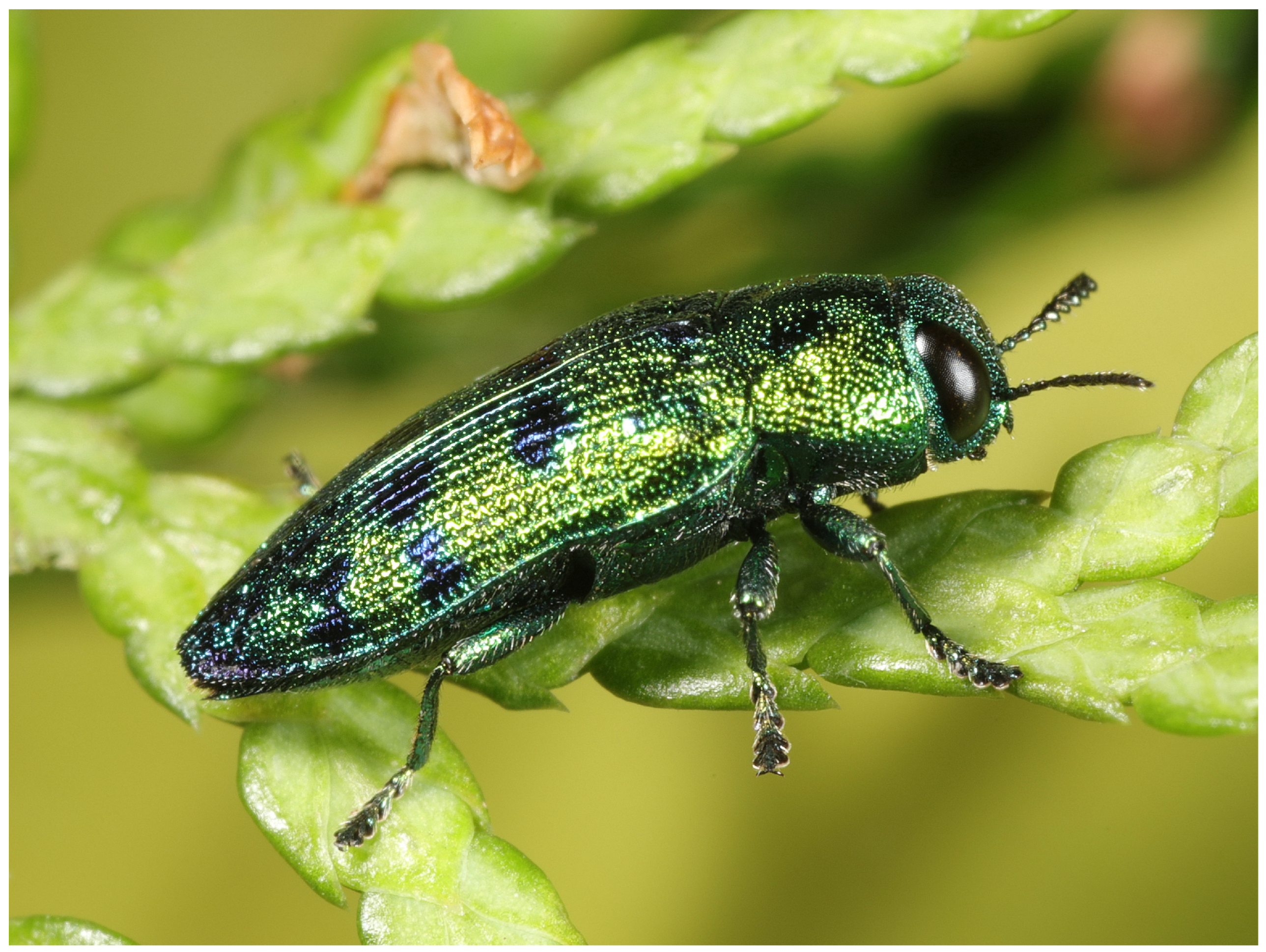 Ecologies 06 00016 g025 Ecologies 06 00016 g025