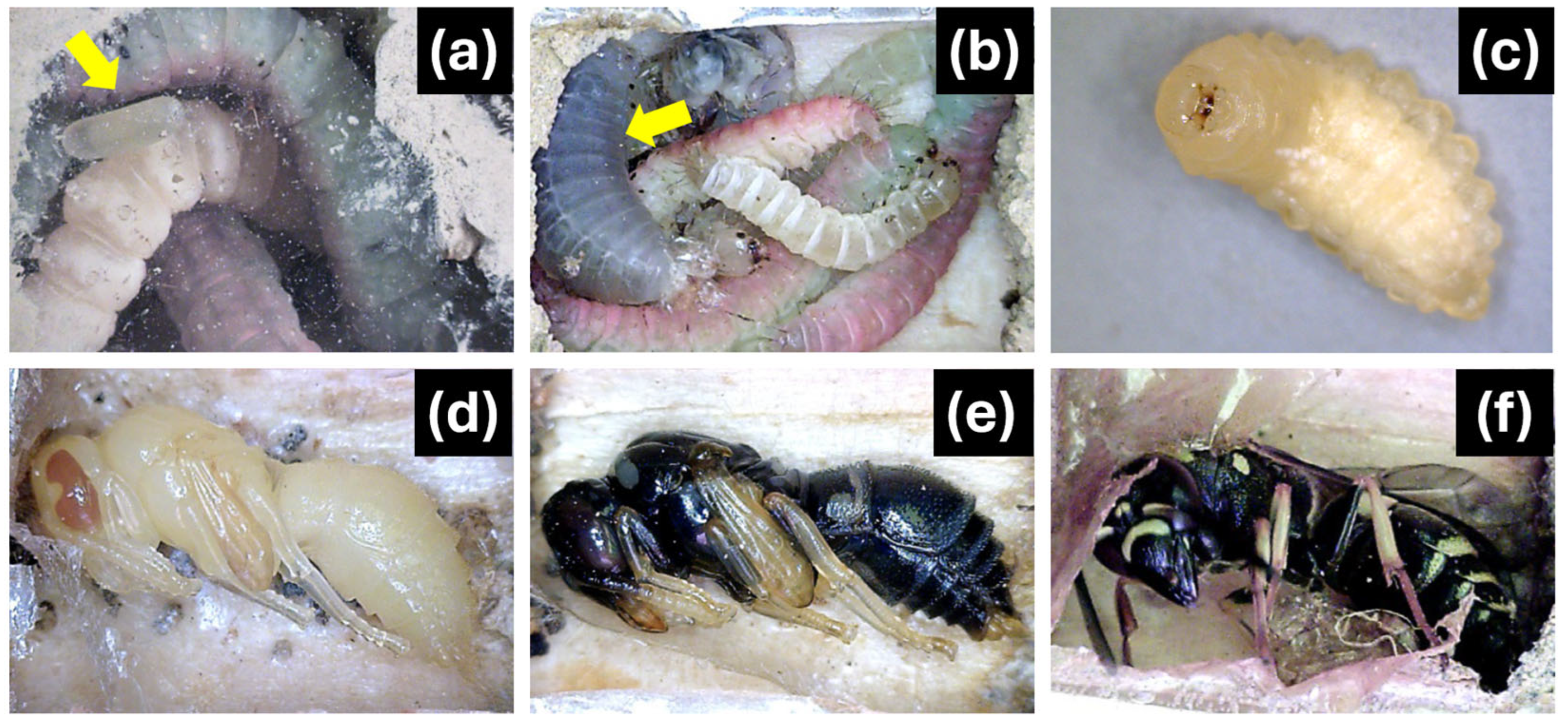 Ecologies 06 00020 g001