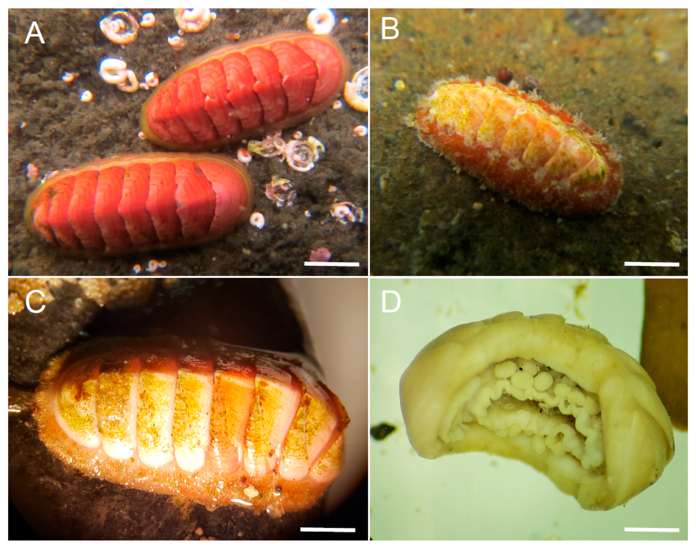 Ecologies 06 00023 g002