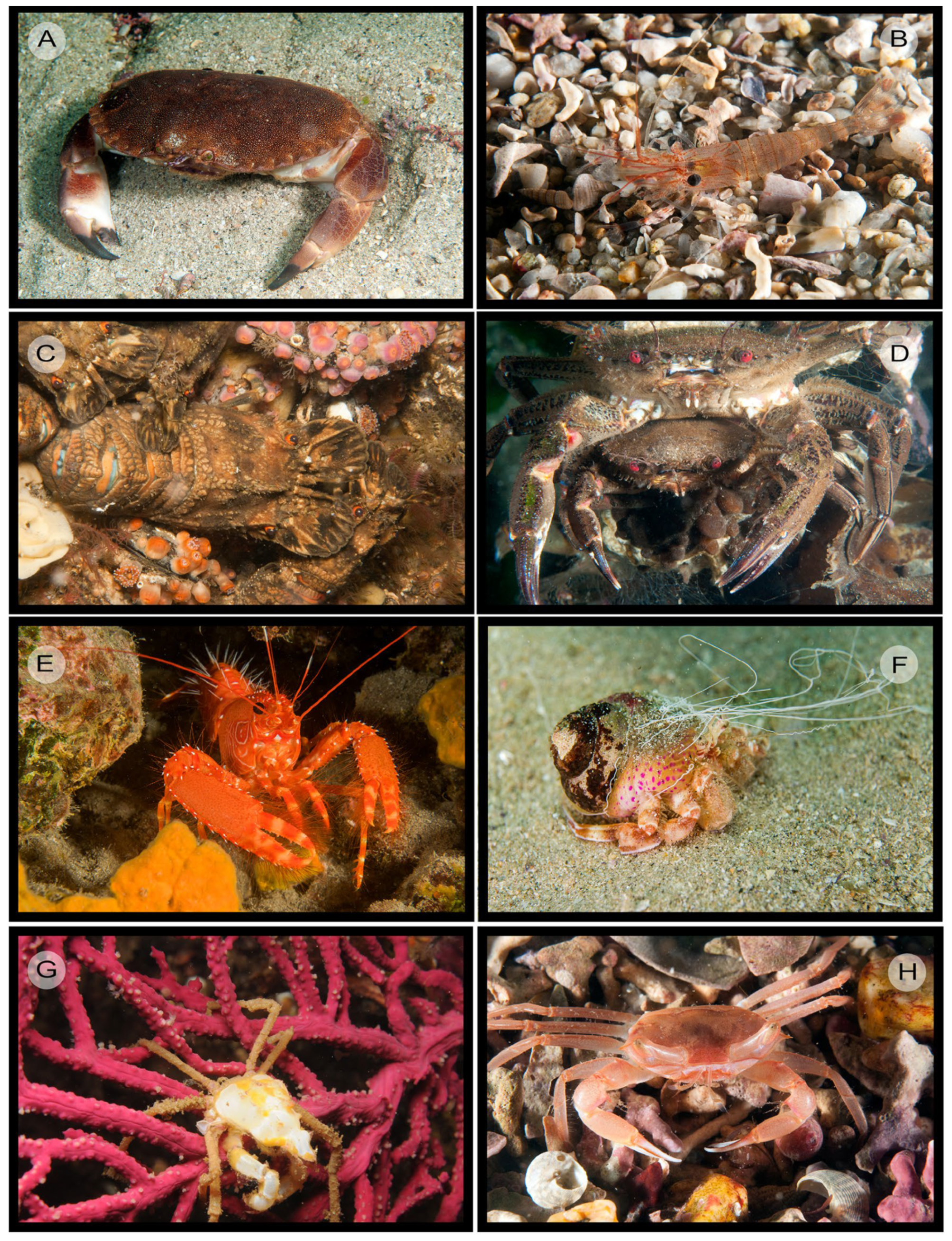 Ecologies 06 00063 g004