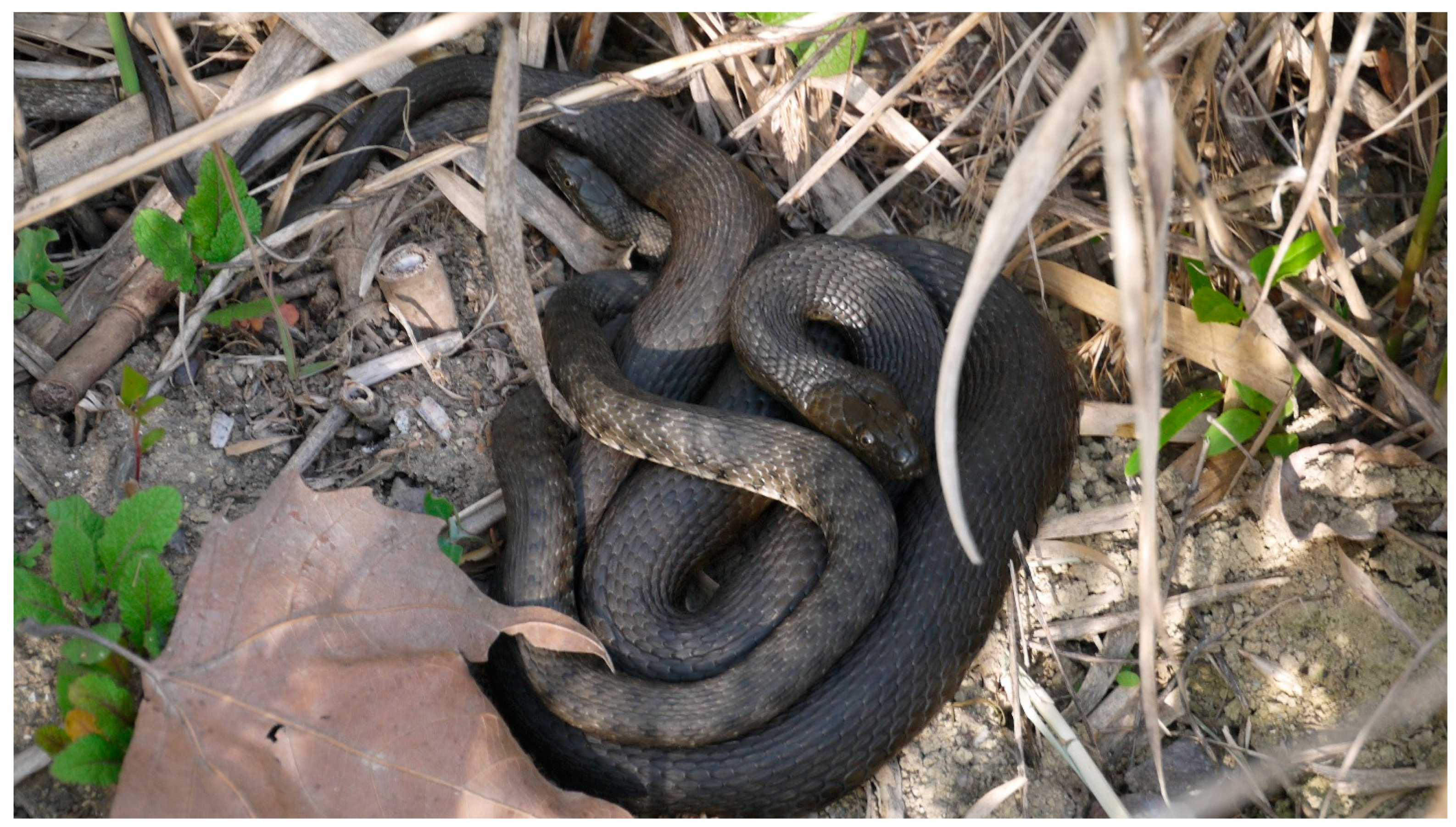 Ecologies 06 00068 g007