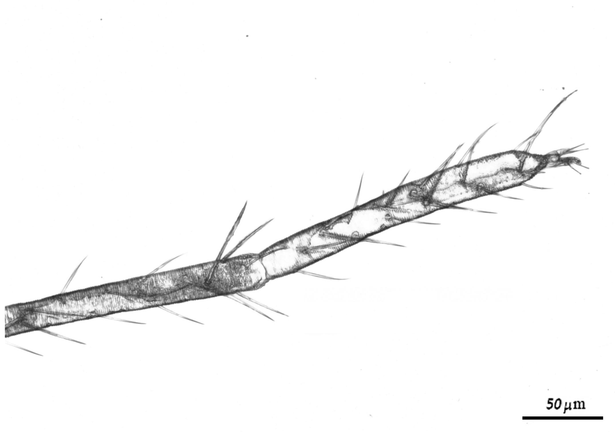 Ecologies 06 00077 g007 Ecologies 06 00077 g007