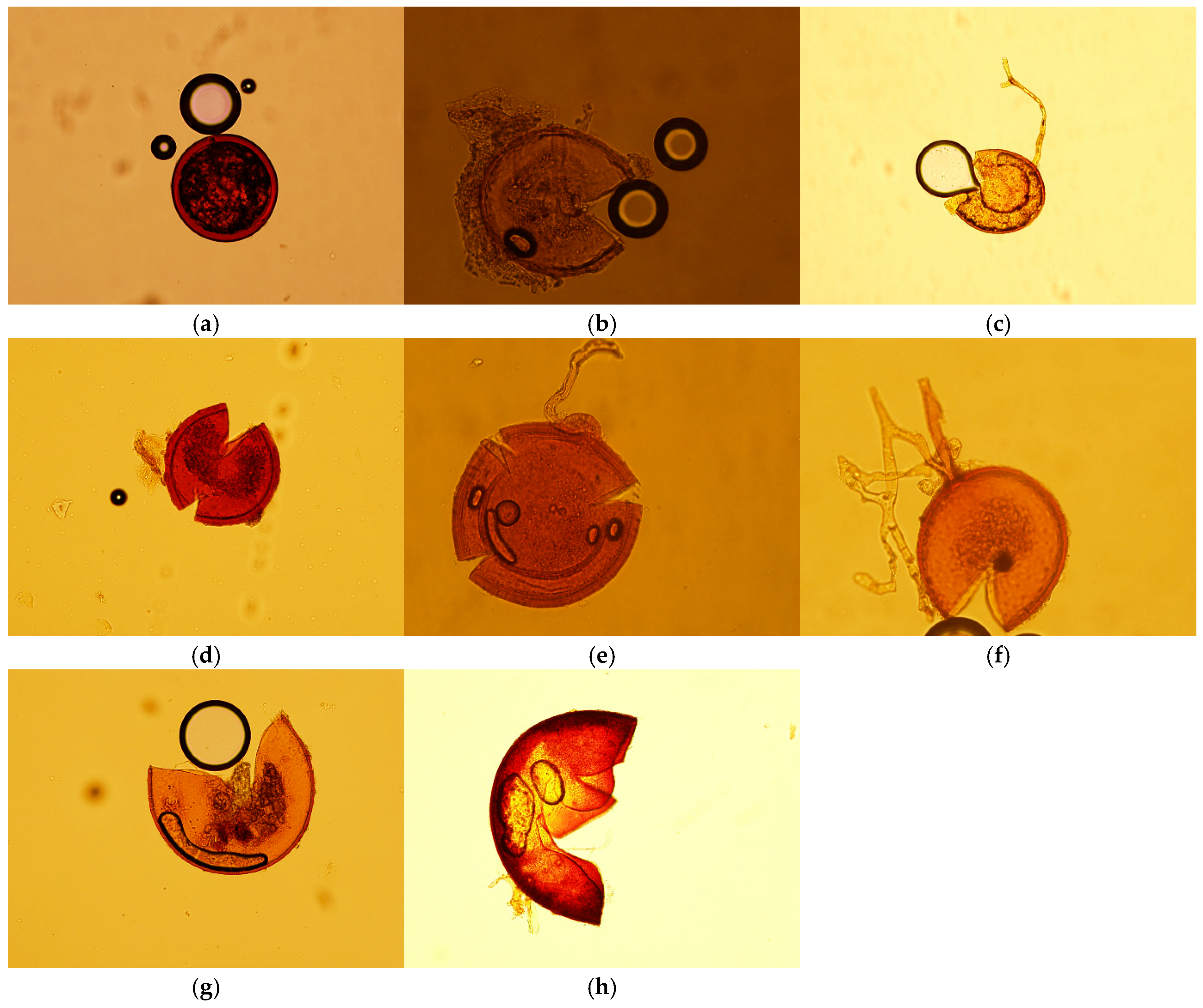 Ecologies 06 00080 g001 Ecologies 06 00080 g001