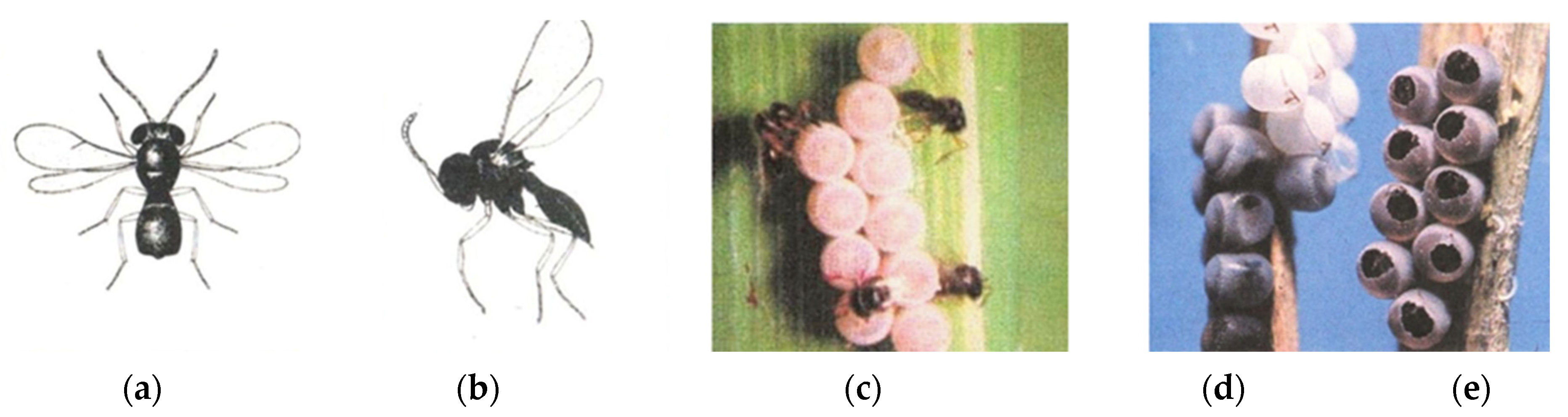 Ecologies 06 00081 g006 Ecologies 06 00081 g006