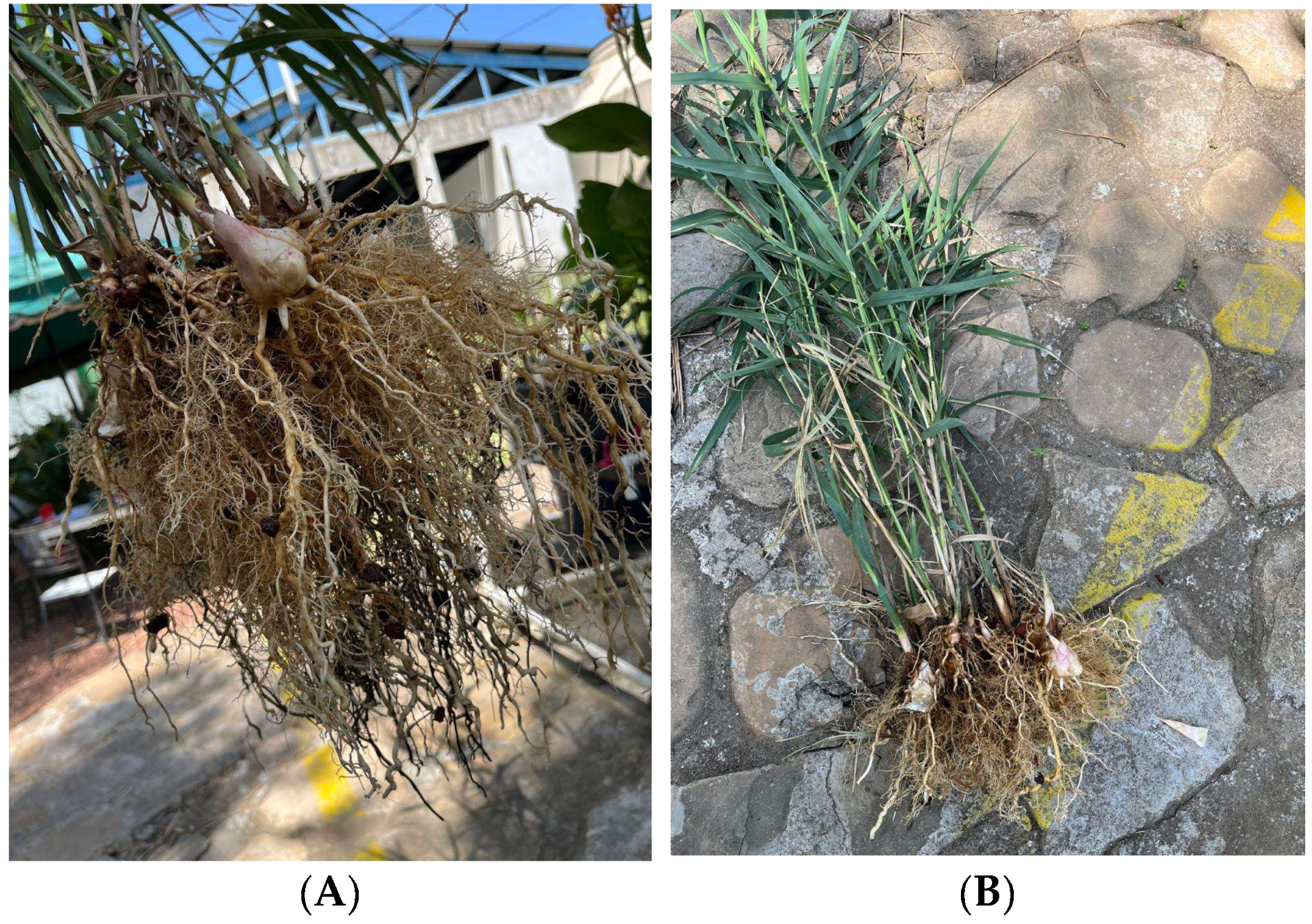 Ecologies 06 00084 g004